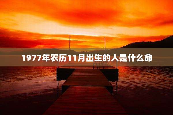 1977年农历11月出生的人是什么命