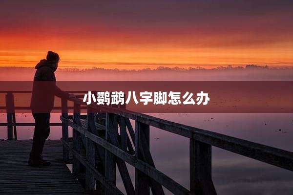 小鹦鹉八字脚怎么办