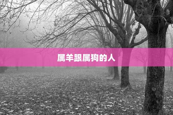 属羊跟属狗的人