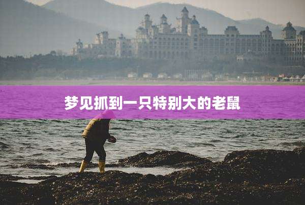梦见抓到一只特别大的老鼠