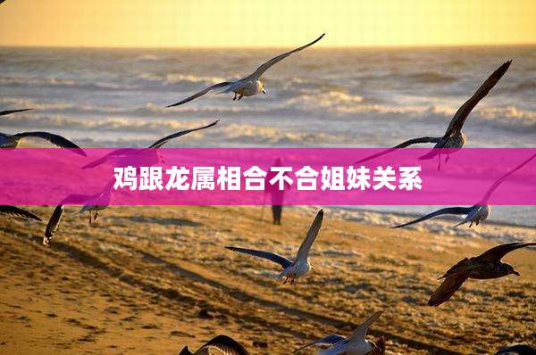鸡跟龙属相合不合姐妹关系