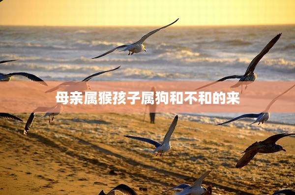 母亲属猴孩子属狗和不和的来
