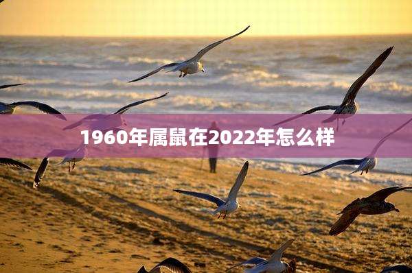 1960年属鼠在2022年怎么样