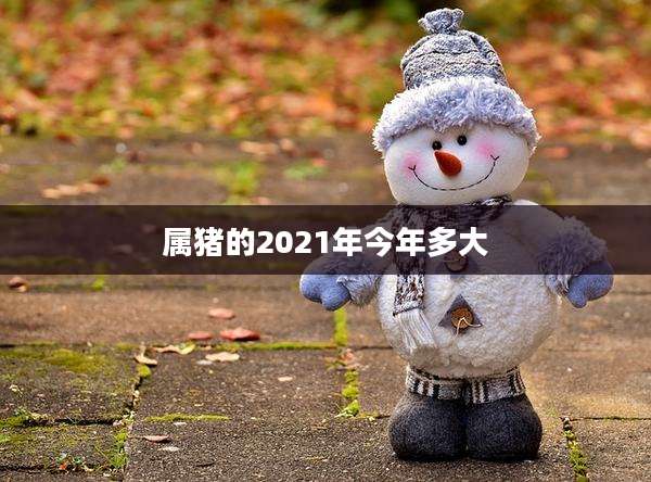 属猪的2021年今年多大