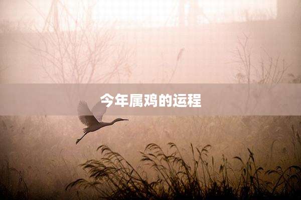 今年属鸡的运程