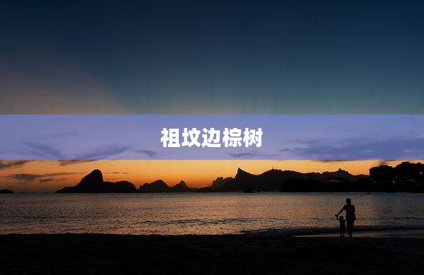祖坟边棕树