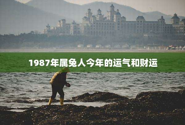 1987年属兔人今年的运气和财运