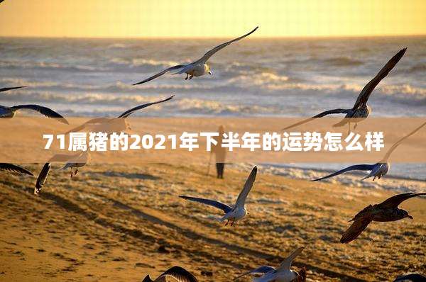 71属猪的2021年下半年的运势怎么样