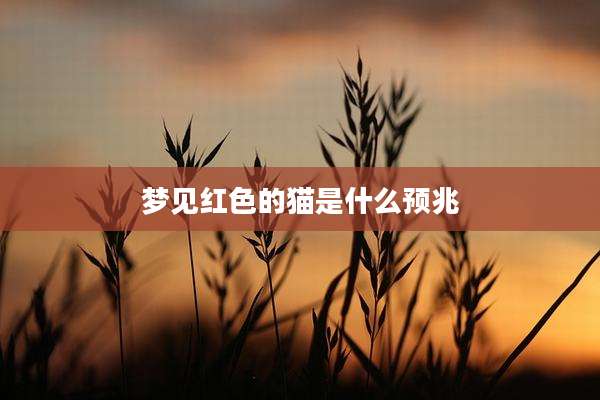 梦见红色的猫是什么预兆