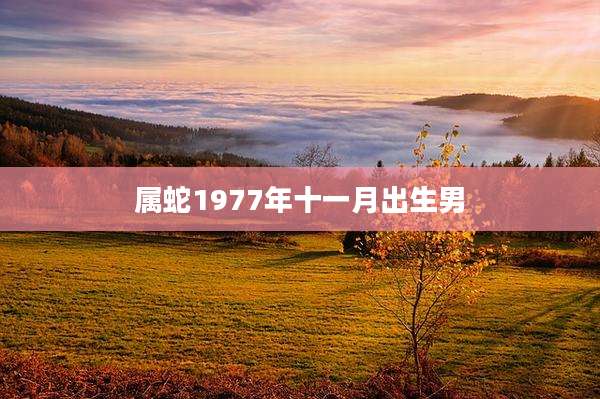 属蛇1977年十一月出生男