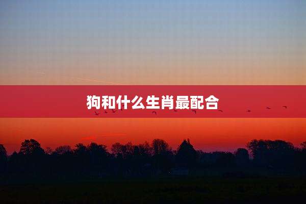 狗和什么生肖最配合