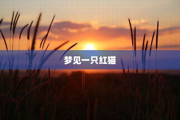 梦见一只红猫