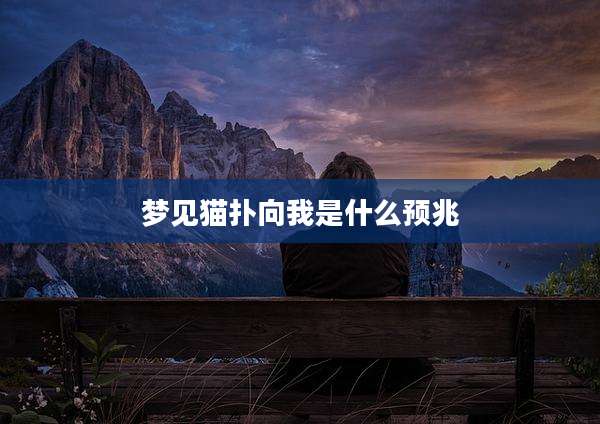 梦见猫扑向我是什么预兆