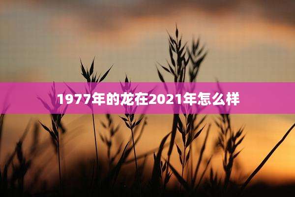 1977年的龙在2021年怎么样