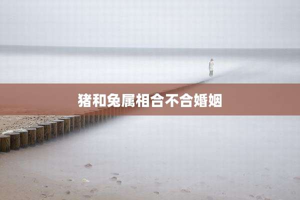 猪和兔属相合不合婚姻