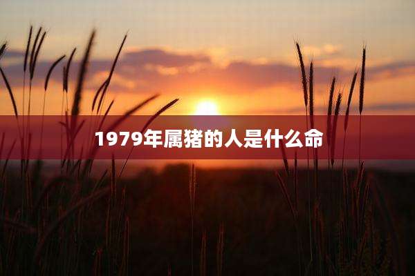 1979年属猪的人是什么命