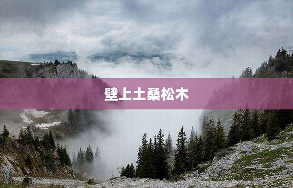 壁上土桑松木