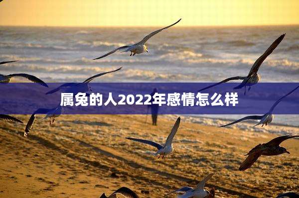 属兔的人2022年感情怎么样