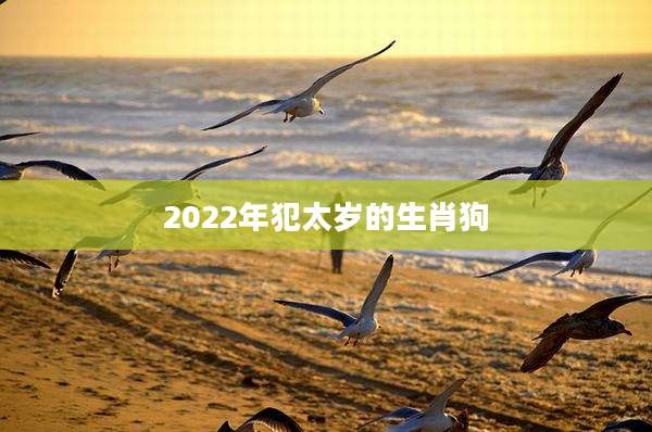 2022年犯太岁的生肖狗