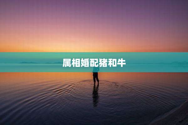 属相婚配猪和牛