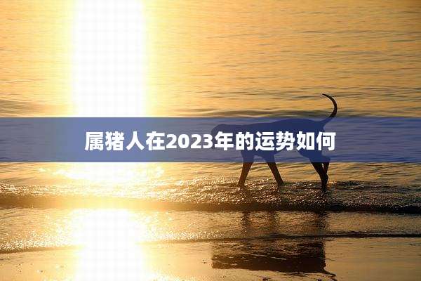 属猪人在2023年的运势如何