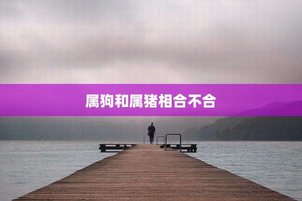 属狗和属猪相合不合