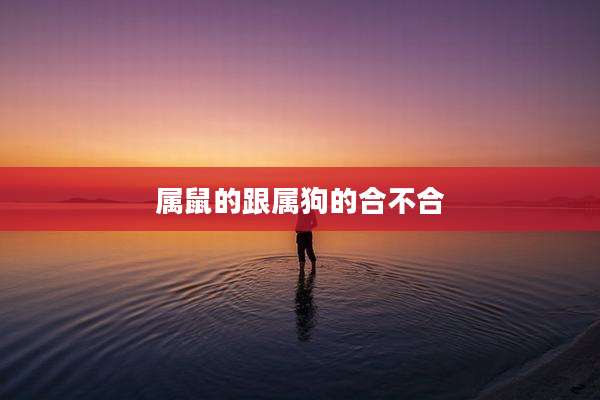属鼠的跟属狗的合不合