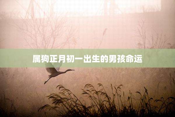 属狗正月初一出生的男孩命运