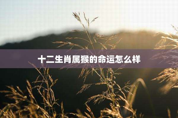 十二生肖属猴的命运怎么样