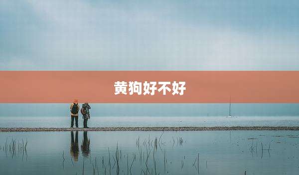 黄狗好不好