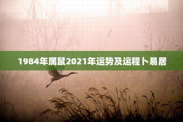 1984年属鼠2021年运势及运程卜易居