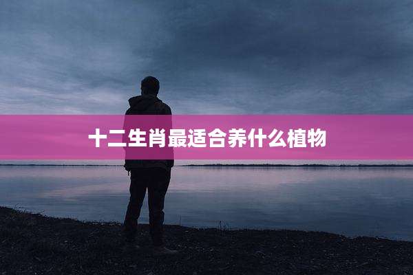十二生肖最适合养什么植物
