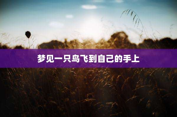 梦见一只鸟飞到自己的手上