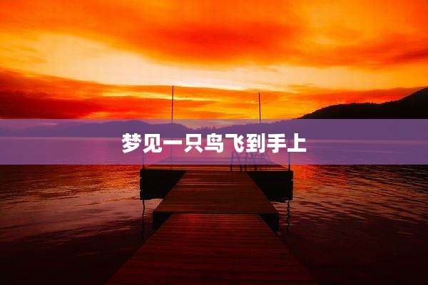梦见一只鸟飞到手上