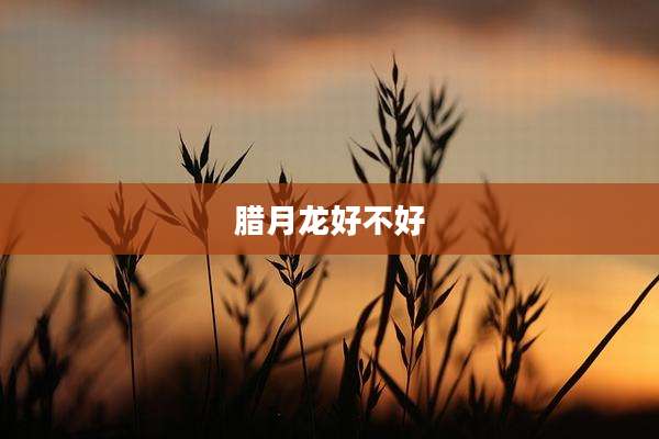 腊月龙好不好