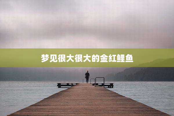 梦见很大很大的金红鲤鱼