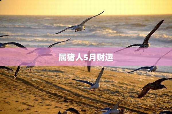 属猪人5月财运