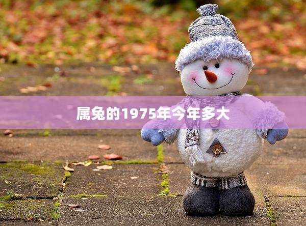 属兔的1975年今年多大