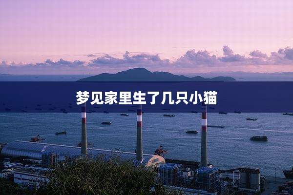 梦见家里生了几只小猫