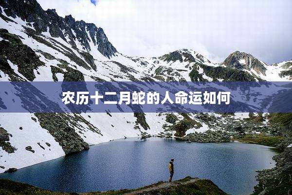 农历十二月蛇的人命运如何