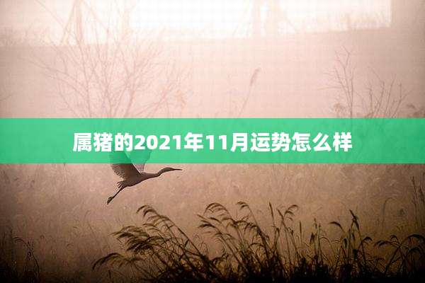 属猪的2021年11月运势怎么样