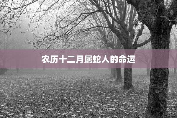 农历十二月属蛇人的命运