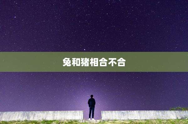 兔和猪相合不合