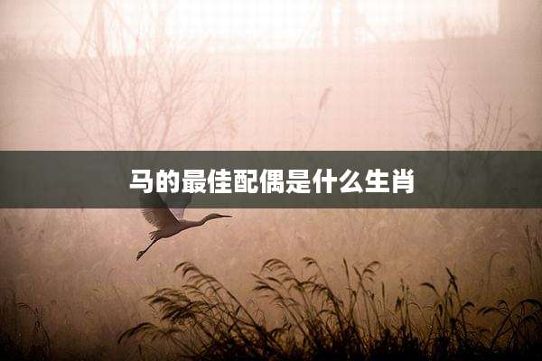 马的最佳配偶是什么生肖