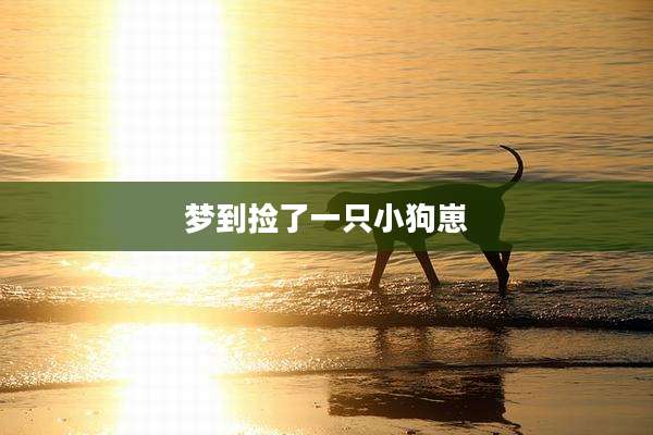 梦到捡了一只小狗崽