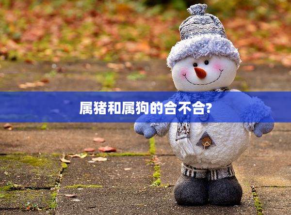 属猪和属狗的合不合?