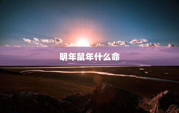 明年鼠年什么命