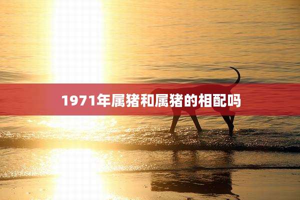 1971年属猪和属猪的相配吗