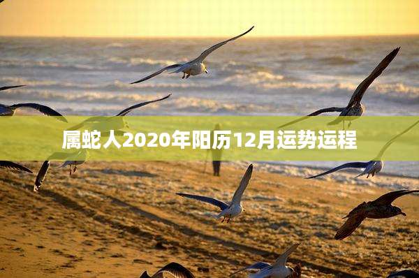 属蛇人2020年阳历12月运势运程