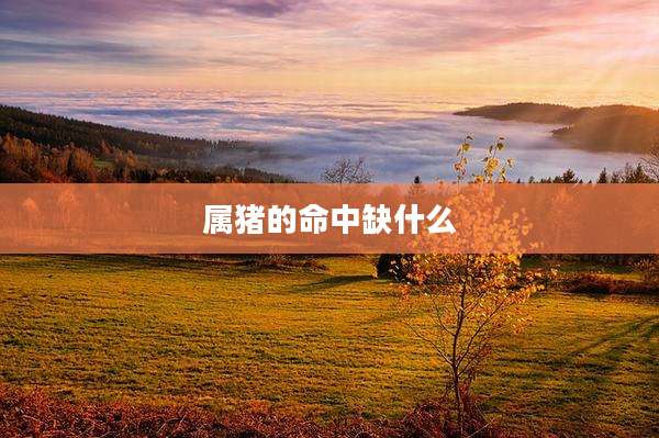 属猪的命中缺什么